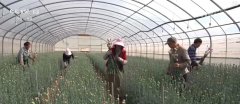 “鲜花经济”终身花！我国花草海外商业持续增